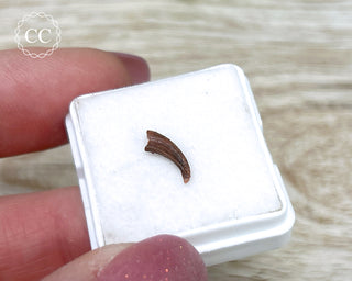 Rare Cretaceous Theropod Claw #3