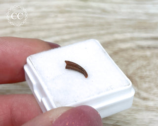 Rare Cretaceous Theropod Claw #3