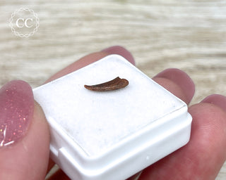 Rare Cretaceous Theropod Claw #3