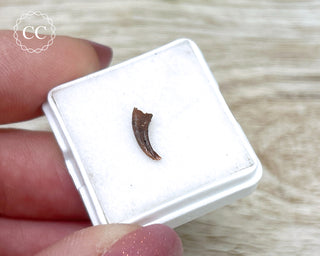 Rare Cretaceous Theropod Claw #3