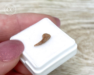 Rare Cretaceous Theropod Claw #2
