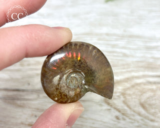 Red Iridescent Ammonite #9