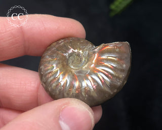 Red Iridescent Ammonite #13