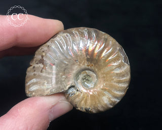 Red Iridescent Ammonite #1