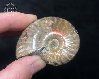 Red Iridescent Ammonite #1