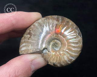 Red Iridescent Ammonite #1