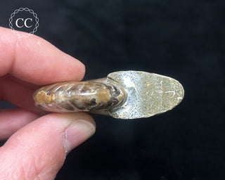 Red Iridescent Ammonite #1