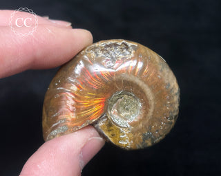 Red Iridescent Ammonite #2