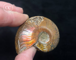 Red Iridescent Ammonite #2