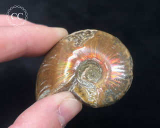 Red Iridescent Ammonite #2