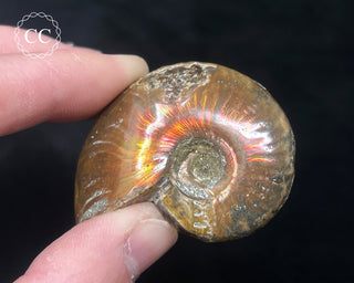 Red Iridescent Ammonite #2