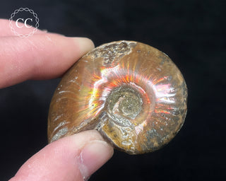 Red Iridescent Ammonite #2