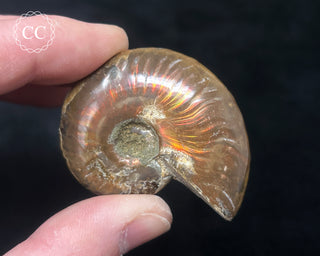 Red Iridescent Ammonite #2
