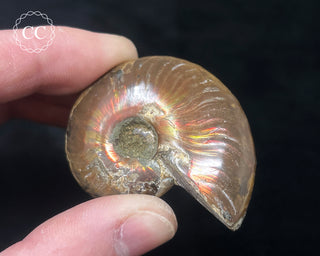 Red Iridescent Ammonite #2