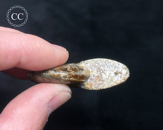 Red Iridescent Ammonite #2