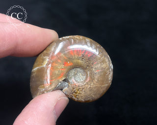 Red Iridescent Ammonite #3