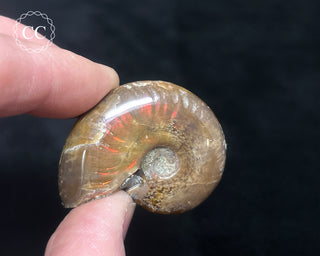 Red Iridescent Ammonite #3