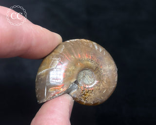 Red Iridescent Ammonite #3