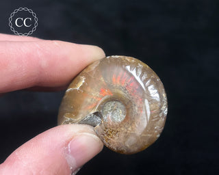 Red Iridescent Ammonite #3