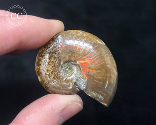 Red Iridescent Ammonite #3