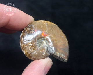 Red Iridescent Ammonite #3