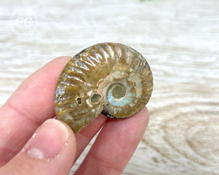 Red Iridescent Ammonite #12