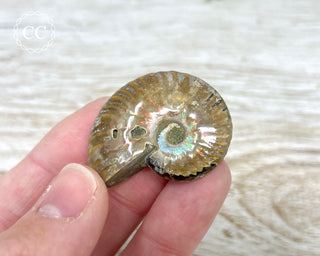 Red Iridescent Ammonite #12