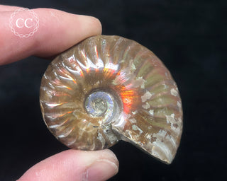 Red Iridescent Ammonite #1