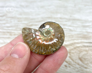 Red Iridescent Ammonite #12