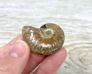 Red Iridescent Ammonite #12