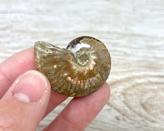 Red Iridescent Ammonite #12