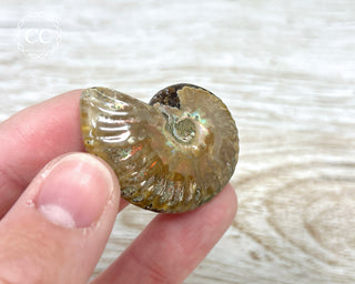 Red Iridescent Ammonite #12