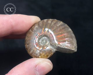 Red Iridescent Ammonite #4