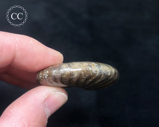 Red Iridescent Ammonite #4