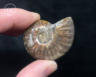 Red Iridescent Ammonite #4