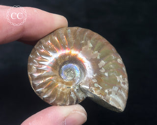 Red Iridescent Ammonite #1