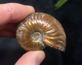 Red Iridescent Ammonite #10