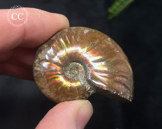 Red Iridescent Ammonite #10