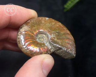 Red Iridescent Ammonite #10
