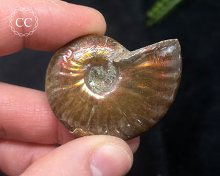 Red Iridescent Ammonite #10