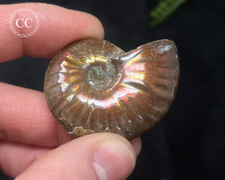 Red Iridescent Ammonite #10