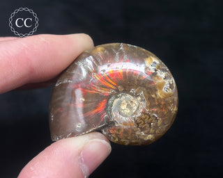 Red Iridescent Ammonite #5