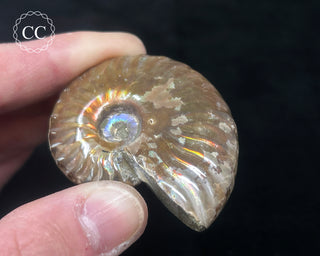 Red Iridescent Ammonite #1