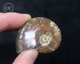 Red Iridescent Ammonite #5