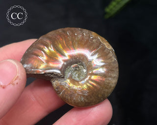 Red Iridescent Ammonite #10