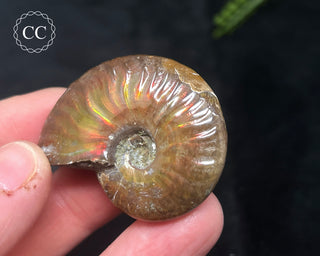 Red Iridescent Ammonite #10