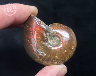Red Iridescent Ammonite #5