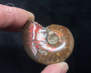 Red Iridescent Ammonite #5