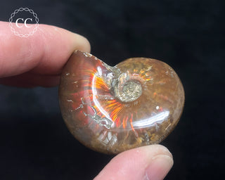 Red Iridescent Ammonite #5
