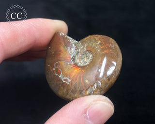 Red Iridescent Ammonite #5